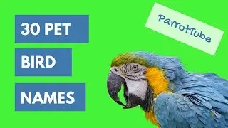 Pet Bird Names Top 30 | ParrotTube