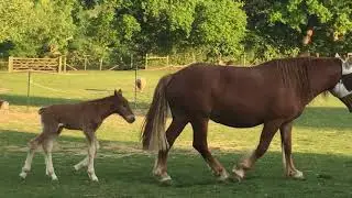 Suffolk Punch goal ,Tadley.