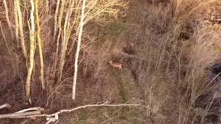 [7]Drone footage of White-Tail Deer family in Grand Marais,Manitoba