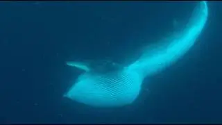 Minke Whales feeding West of Ireland