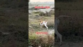 Quail hunting With Pointer Dog / Best English Italian Pointer #hunting