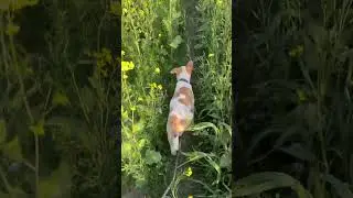 Dharampal ko khet me le gaya ghumame ke liye #dharampal #shortvideos #viralpuppy #viral #dogslife
