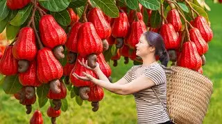 Harvesting Rare Mutant Red Rose Apples To Sell At The Market | Ambarella Salad Recipe