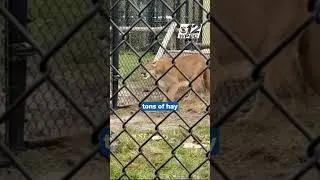 How some Florida wildlife centers prepare and protect animals from the cold snap