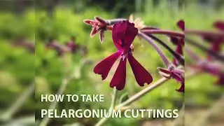 Get Gardening: Love Me Tender (Part 1, Taking Cuttings from Tender Perennials)