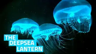 How Jellyfish Create Light (The Science of Bioluminescence)