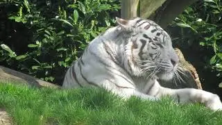 Lion and Tigers Relaxation music | THIS MUSIC WILL HELP U SLEEP WELL