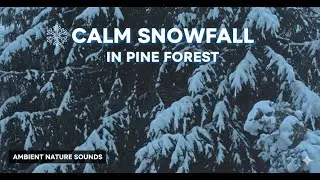 Calm Snowfall in Pine Forest || ❄️ || 30 Min Ambient