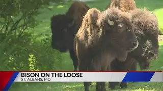 Escaped bison shot and killed in Franklin County