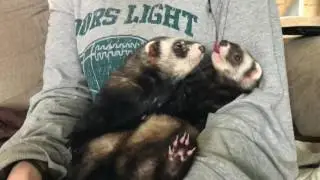 Ferret love