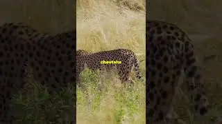 The Art of the Chase: Cheetah Hunting #cheetah  #cheetahreintroduction