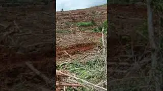 monitor ketua hhadir  lgi ini