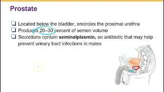 Male reproductive system, seminal glands, prostate and bulbouretral glands, semen