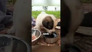 He Rescued The Freezing Puppy 🐶😍 #animals #animalrescue #pets #rescue #cute #animalrescuer #dog #cat