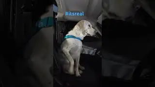 His favorite spot#labrador #dog #friends #vanlife #solo #pet #shortvideo #shorts #animals #travel #