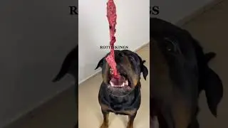#rawfeddog #rottweiler #asmr