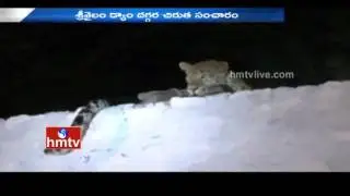 Exclusive Visuals | Leopard Hulchul At Srisailam Dam | Kurnool Dist | HMTV