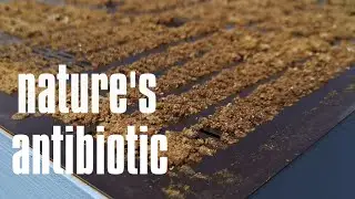 propolis tincture | how to make | step by step