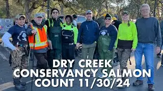 Dry Creek Conservancy Salmon Count, 11/30/24