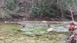 Austin - Stream off the Capital of Texas Highway Trail