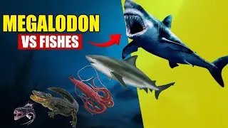Megalodon vs Every Fish Species | Animal Size Comparison 2025