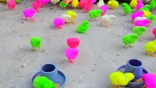 Colorful chicks cute chickens | Catch millions of cute colorful chickens #chicken #chicks #ytvideo