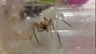 Fox Spider - Zoropsis Spinimana - South Bay Area, CA