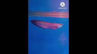 Fishes 🐟 #Youtube shorts #Fish tunnel exhibition