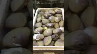 😱💥🌊Amazing & Satisfying Fresh Surf Clams🦪🦪💥‼️🏆#shorts #surfclams #sashimi #seafood