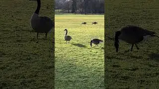 #birds  #goose  #schwan  #duck  #ruhe  #europeanparks  #birdsvideo #travel