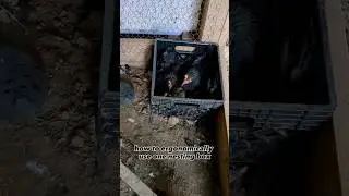 Chickens Use Nesting Box Ergonomically!! #raisingchickens #backyardchickens #nestingbox