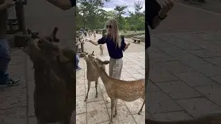Nara park . Enjoying time with deers 🦌☺️ 
