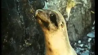 The Golden Seal (1983) Roadshow Home Video Australia Trailer
