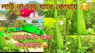 anek din apekkhar por lau suru holo chad bagane. Aro pabo asha kori.#roofgarden #chadbagan 