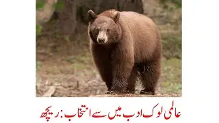 Famous Proverbs About Bear| Dr. Amjad Bhatti YT | #quotes #bear #proverbs #folk #folklore