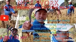 @chamlingkalyan961 @NASAgovVideo #vlogs  #chamlingkalyan we are cutting millet🙏❤️
