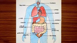 Human Organ drawing easy | Human internal organ diagram drawing step by step |