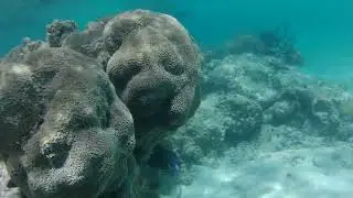 Soliman bay big eye jack