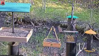 05/21/2025: Backyard Birdwatching Bonanza! Watch the Flocking Around Bird Cam Daily @ 7:00 AM