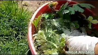 Простая подкормка для растений своими руками.