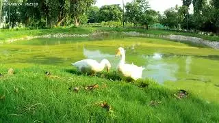 Exploring the Fascinating World of White Hans: Nature's Unique Beauty !!#bird photography
