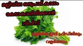coriander storage tips/how to storage coriander leaves malayalam/malliyila storing tips/kitchen tips
