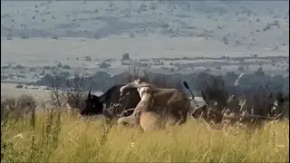 lion pride attack adult buffalo but rescue by brother buffalo video 