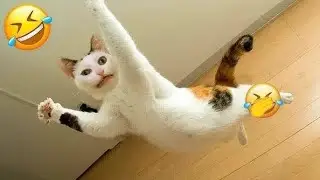 Baby Cats Cute and 😂 funny cat Videos 2023 compilations