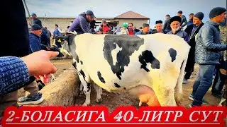 Сурхондарё Сариосиё Пайшанба Бозорида Соғин Сигир Нархлари