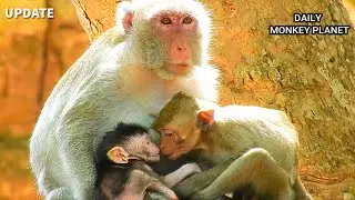 Look Very Sweet! Janna Monkey Feel Loving & Happy Playing With Her Brother Newborn Jody