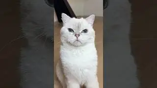 My cat saved me from a huge cockroach🪳😱 #cat #cats