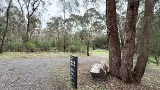 4K[Scenery],Kangaroo family,Curranwong Bush Park in winter,Mel.VIC.AU袋鼠家族在冬天里的Curranwong Bush Park