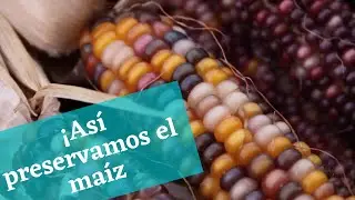 C&oacute;mo preservar las mazorcas de ma&iacute;z