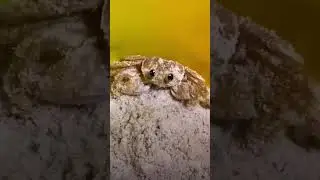 Cute little crab rubs his eyes